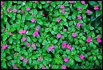 Purple tropical lowers. Akaka Falls State Park, Big Island, Hawaii, USA