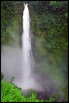 Akaka Falls on Kolekole stream. Akaka Falls State Park, Big Island, Hawaii, USA