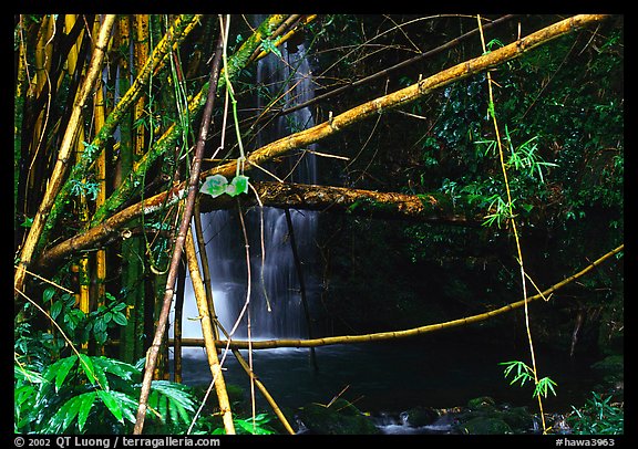 Bamboo grove and waterfall. Akaka Falls State Park, Big Island, Hawaii, USA