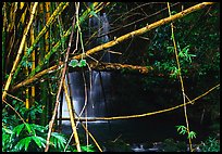 Bamboo grove and waterfall. Akaka Falls State Park, Big Island, Hawaii, USA