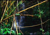 Bamboo grove and waterfall. Akaka Falls State Park, Big Island, Hawaii, USA (color)