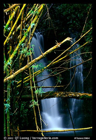 Bamboo branches and waterfall. Akaka Falls State Park, Big Island, Hawaii, USA (color)