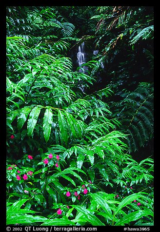 Lush ferns, flowers and waterfall. Akaka Falls State Park, Big Island, Hawaii, USA (color)