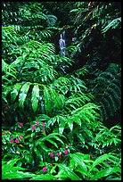 Lush ferns, flowers and waterfall. Akaka Falls State Park, Big Island, Hawaii, USA ( color)