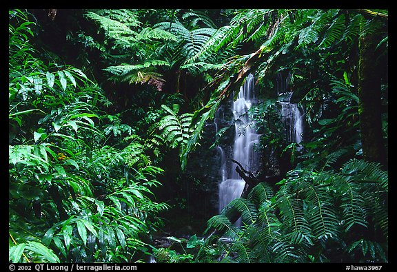 Waterfall amidst lush vegetation. Akaka Falls State Park, Big Island, Hawaii, USA (color)