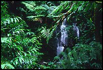 Waterfall amidst lush vegetation. Akaka Falls State Park, Big Island, Hawaii, USA ( color)