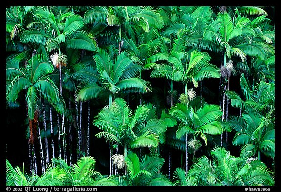 Palm trees grove on hillside. Big Island, Hawaii, USA