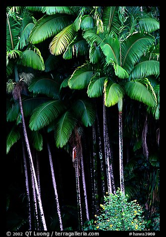 Grove of palm trees (Archontophoenix alexandrae)   on hillside. Big Island, Hawaii, USA (color)