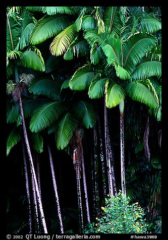 Grove of palm trees (Archontophoenix alexandrae)   on hillside. Big Island, Hawaii, USA