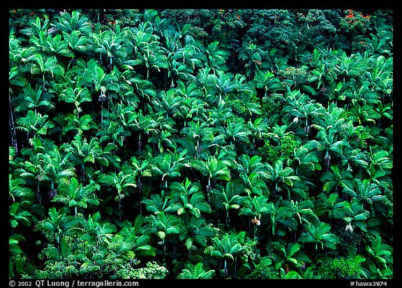 Alexander palm tree grove on hillside. Big Island, Hawaii, USA (color)