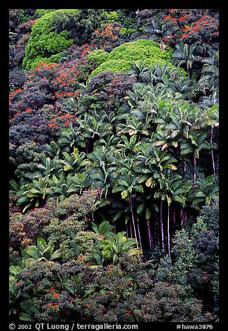 King palm trees and tropical flowers on hillside. Big Island, Hawaii, USA (color)