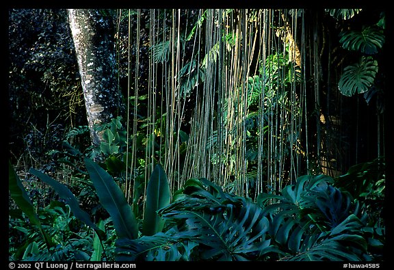 Lianas and tropical vegetation, Lava Trees State Park. Big Island, Hawaii, USA (color)