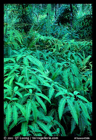 Tropical ferns, Lava Trees State Park. Big Island, Hawaii, USA (color)