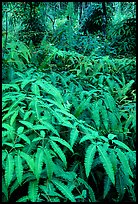 Tropical ferns, Lava Trees State Park. Big Island, Hawaii, USA ( color)