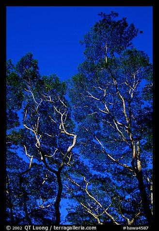 Koa trees. Big Island, Hawaii, USA