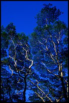 Koa trees. Big Island, Hawaii, USA (color)