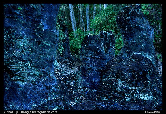 Lava mold of tree trunk, Lava Trees State Park. Big Island, Hawaii, USA