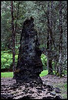 Petrified tree stump, Lava Trees State Park. Big Island, Hawaii, USA