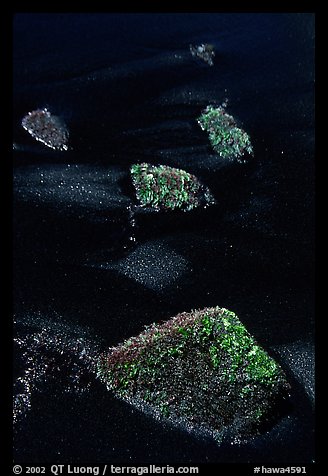 Mossy rocks and black sand, Punaluu black sand beach. Big Island, Hawaii, USA (color)