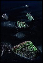 Mossy rocks and black sand, Punaluu black sand beach. Big Island, Hawaii, USA ( color)
