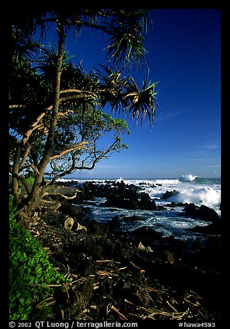 Trees and waves, Keanae Peninsula. Maui, Hawaii, USA (color)