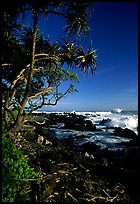 Trees and waves, Keanae Peninsula. Maui, Hawaii, USA