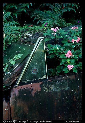 Flowers invading a wrecked truck. Maui, Hawaii, USA