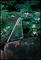 Flowers invading a wrecked truck. Maui, Hawaii, USA ( color)