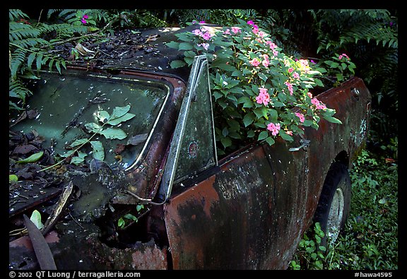 Rusted  truck colonised by flowers. Maui, Hawaii, USA (color)