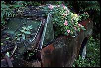 Rusted  truck colonised by flowers. Maui, Hawaii, USA