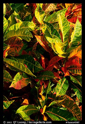 Close-up of yellow and red tropical leaves. Maui, Hawaii, USA (color)