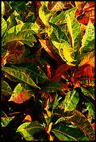 Close-up of yellow and red tropical leaves. Maui, Hawaii, USA ( color)