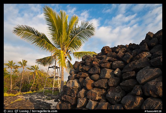 Heiau wall and palm tree, Kaloko-Honokohau National Historical Park. Hawaii, USA