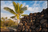 Heiau wall and palm tree, Kaloko-Honokohau National Historical Park. Hawaii, USA (color)