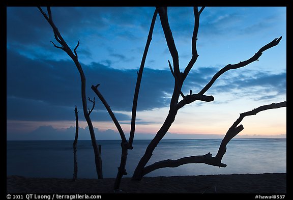 Tree skeleton and Honokohau Bay, sunset, Kaloko-Honokohau National Historical Park. Hawaii, USA (color)