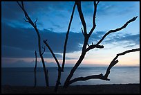 Tree skeleton and Honokohau Bay, sunset, Kaloko-Honokohau National Historical Park. Hawaii, USA