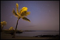 Palm tree ocean under sky with stars, Kaloko-Honokohau National Historical Park. Hawaii, USA