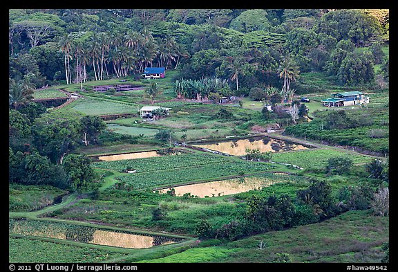 Taro fields and farms from above, Waipio Valley. Big Island, Hawaii, USA