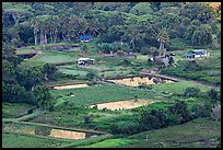 Taro fields and farms from above, Waipio Valley. Big Island, Hawaii, USA