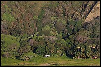 Houses at the base of steep Waipio Valley walls. Big Island, Hawaii, USA ( color)