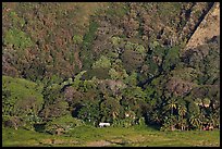 Houses at the base of steep Waipio Valley walls. Big Island, Hawaii, USA ( color)