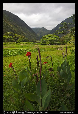 Tropical flowers and taro plantations, Waipio Valley. Big Island, Hawaii, USA (color)