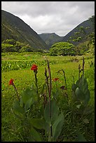 Tropical flowers and taro plantations, Waipio Valley. Big Island, Hawaii, USA (color)