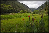 Tropical flowers and taro cultivation, Waipio Valley. Big Island, Hawaii, USA