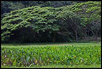 Taro field and forest, Waipio Valley. Big Island, Hawaii, USA (color)