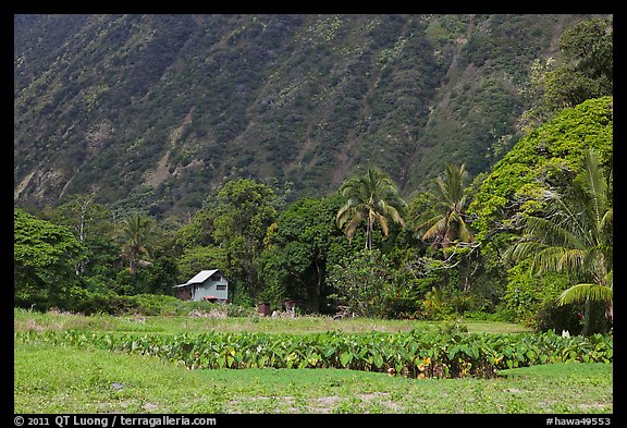 Taro farm, Waipio Valley. Big Island, Hawaii, USA (color)