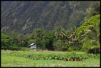 Taro farm, Waipio Valley. Big Island, Hawaii, USA