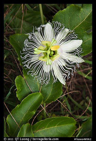 Passion fruit flower, Waipio Valley. Big Island, Hawaii, USA (color)