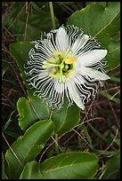 Passion fruit flower, Waipio Valley. Big Island, Hawaii, USA (color)