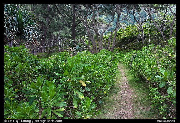 Trail in forest, Waipio Valley. Big Island, Hawaii, USA (color)